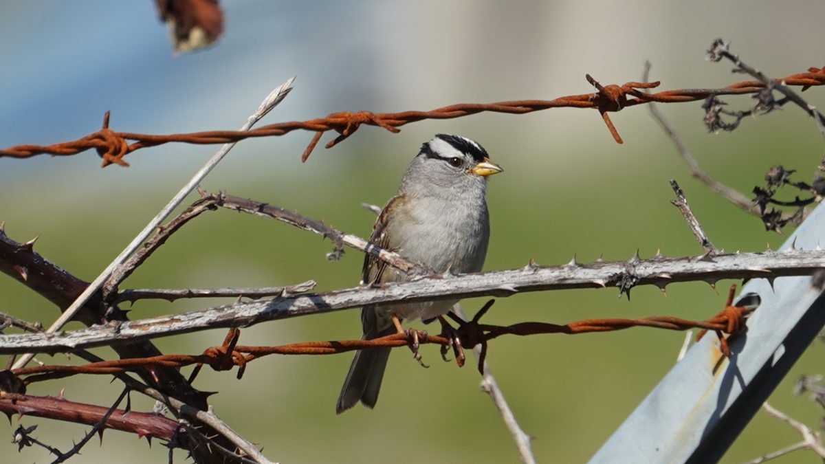 White-crowned sparrow on barbed wire