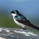 Tree swallow
