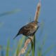 Screaming red-wing female