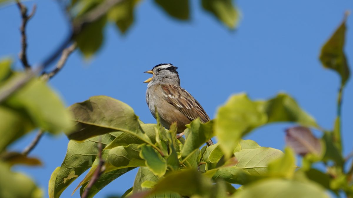 Singing white-crowned sparrow