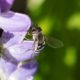 Hoverfly