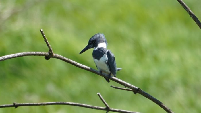 Belted kingfisher