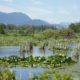 Pond