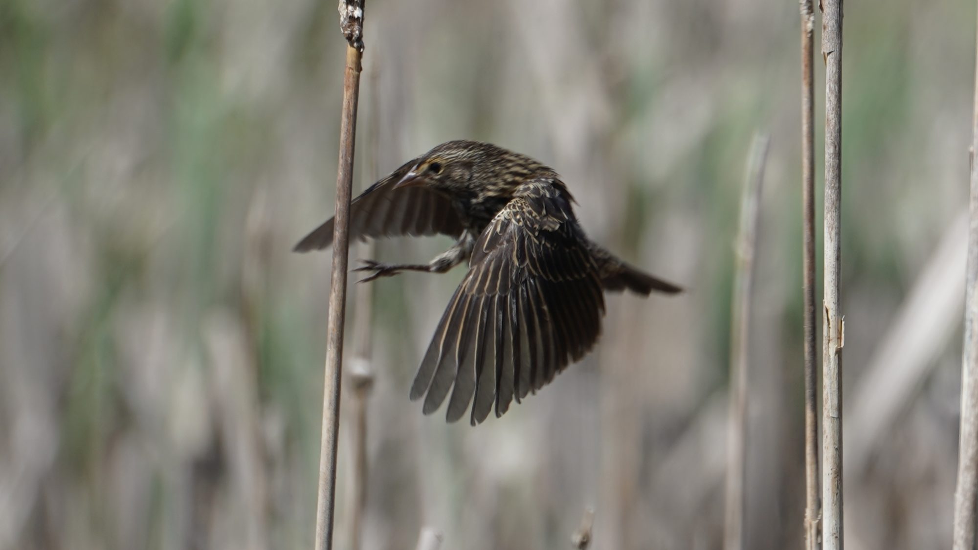 Red-winged blackbird