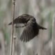 Coming in for a landing