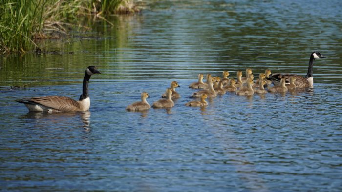 Gaggle of geese