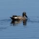 Blue-winged teal, male