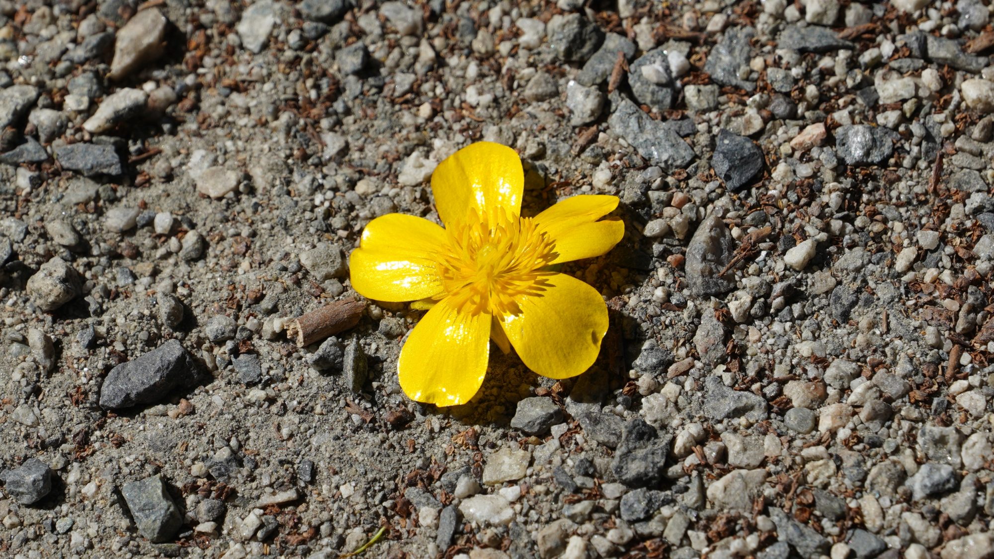 Buttercup in the dirt