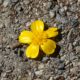 Buttercup on the trail