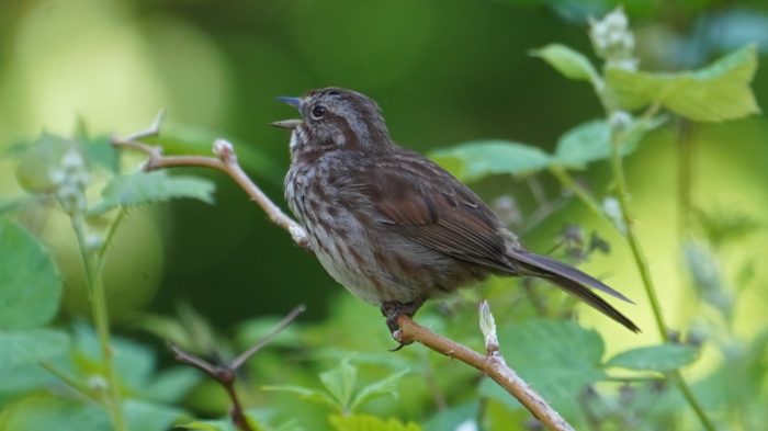 Song sparrow