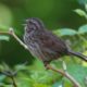 Song sparrow