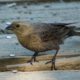 Brown-headed cowbird, female
