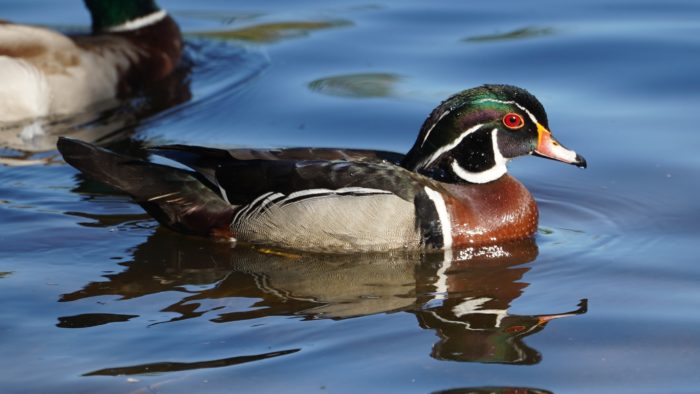 Wood duck