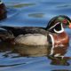 Shiny wood duck