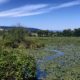 Lilypads near the western tip of the lake