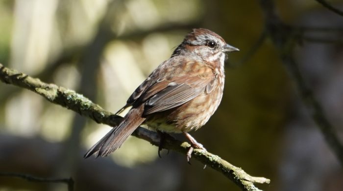 Song sparrow