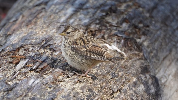 White-crown sparrow fledgling