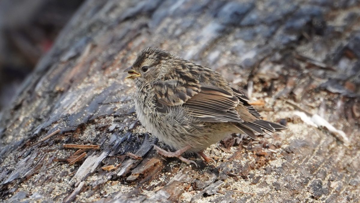 White-crowned sparrow fledgling