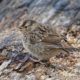 White-crowned sparrow fledgling cheeping