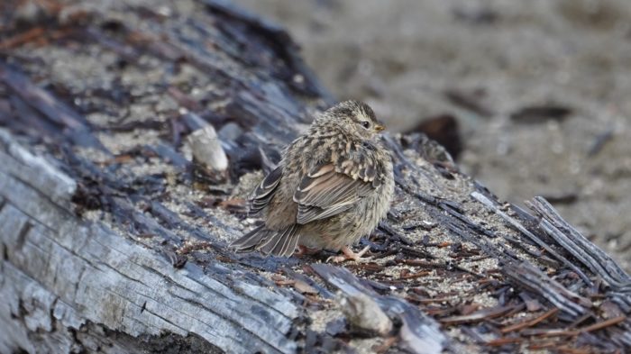 white-crowned sparrow fledgling