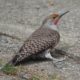 Bold northern flicker