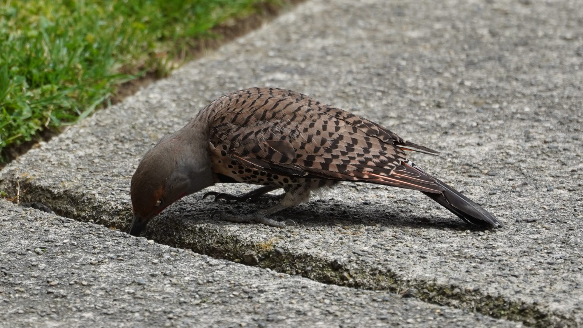 Northern flicker digging