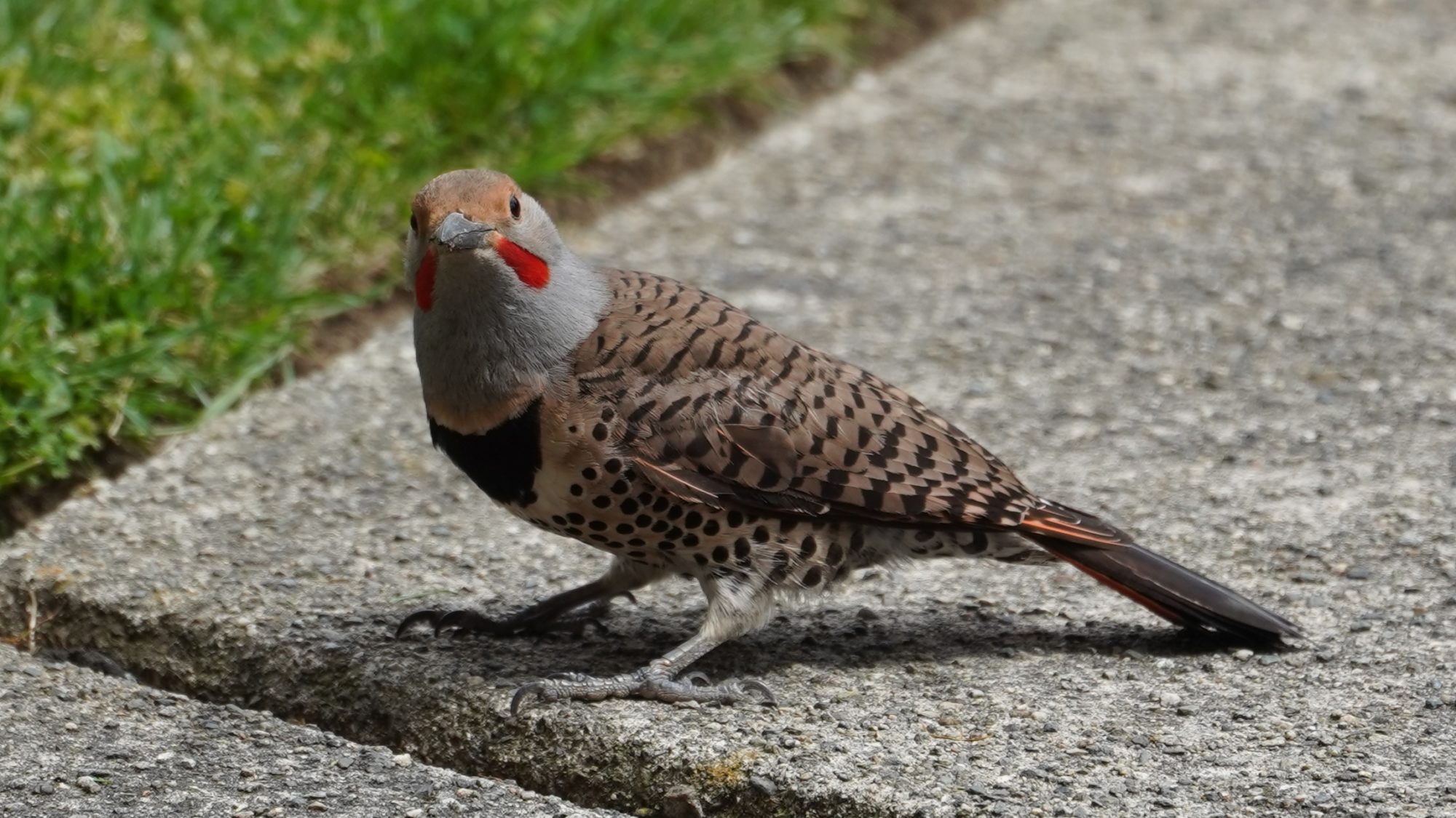 Northern flicker looking up