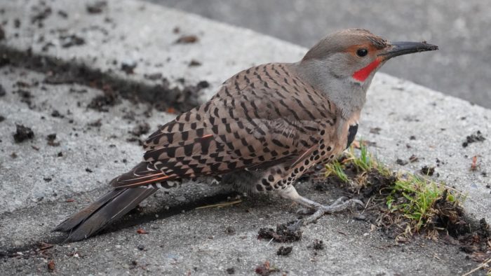 Northern flicker with muddy beak