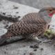 Muddy-beaked flicker
