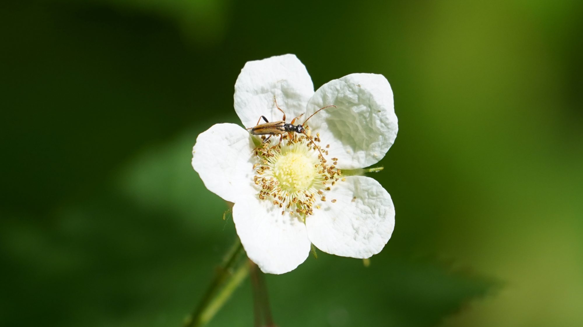 Small bug on flower