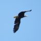 Soaring eagle