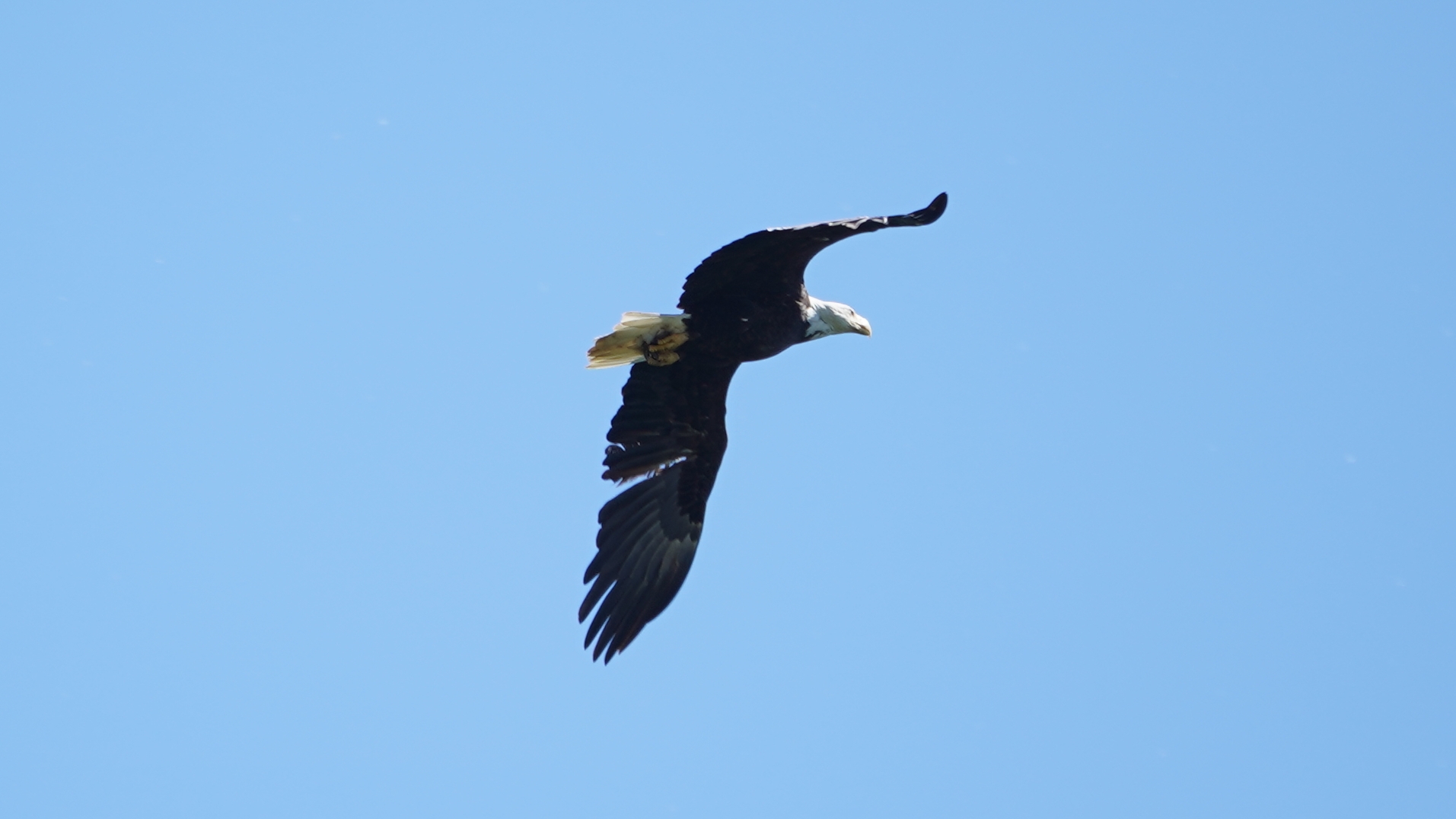 Bald eagle