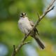 Staring white-crowned sparrow