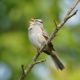 Singing white-crowned sparrow