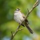 White-crowned sparrow