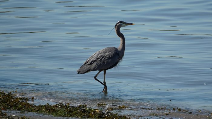 Great blue heron