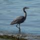 Strutting Heron on Second Beach