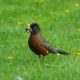 Robin with mouth full