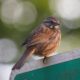 Song sparrow