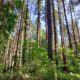 Trees of Pacific Spirit Park