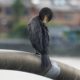 Evening preen