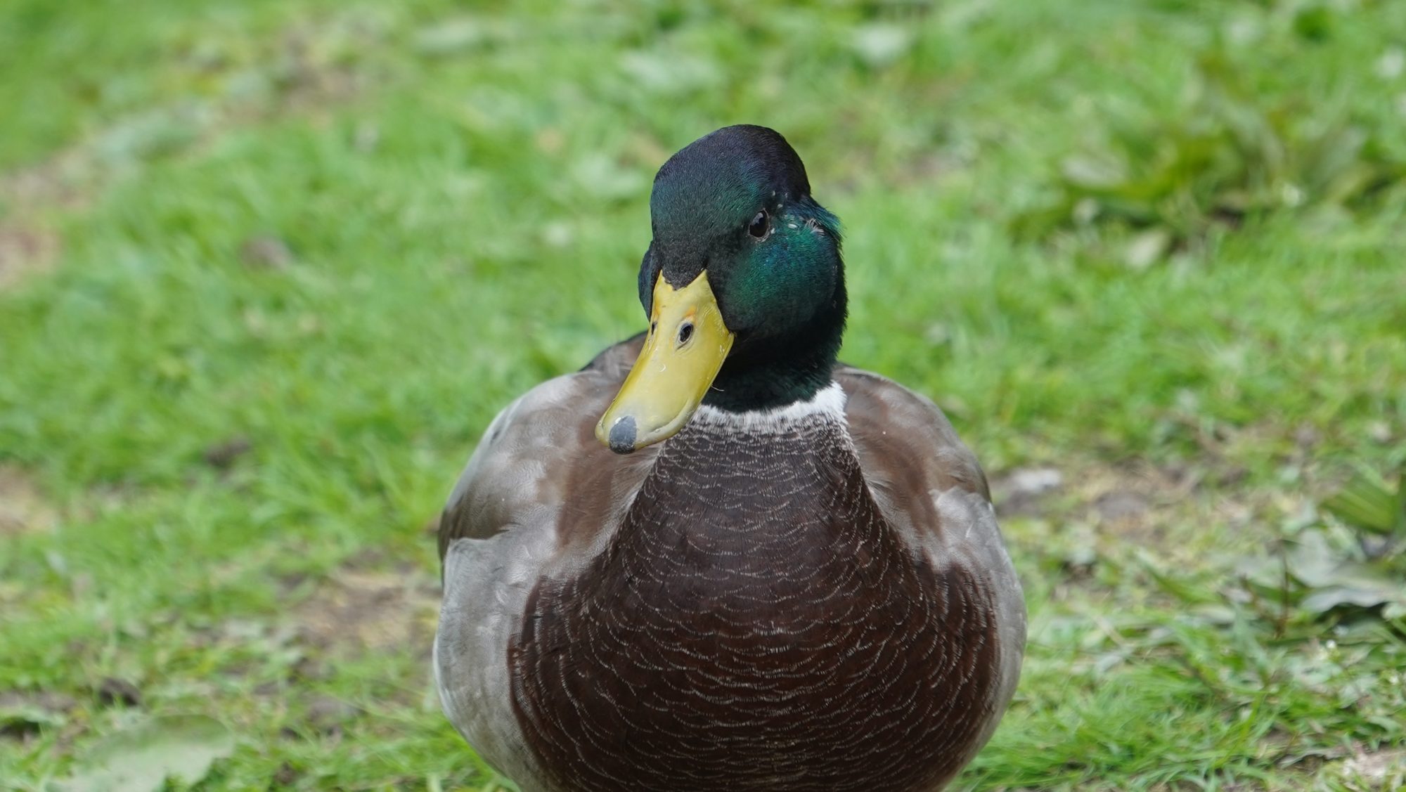 Male mallard