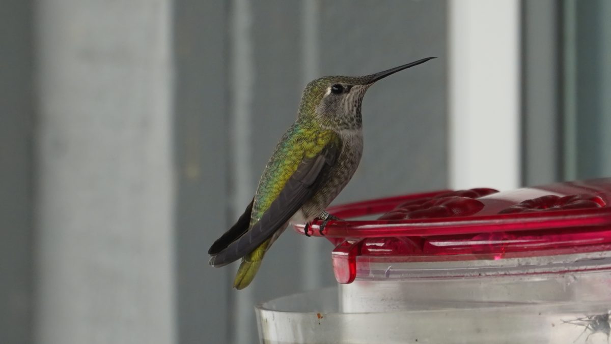 Anna's hummingbird at feder