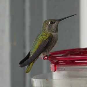 Anna's hummingbird at feder