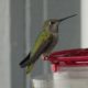 Anna’s hummingbird at feeder