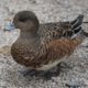 American wigeon, female