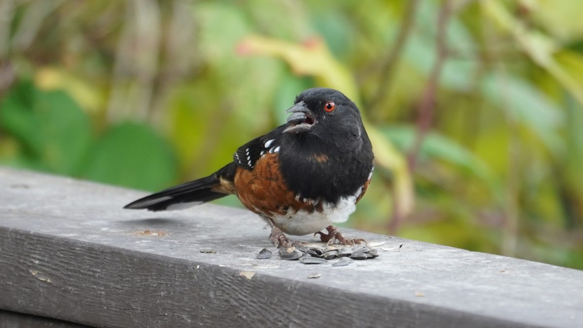 Spotted towhee with sunflower seeds