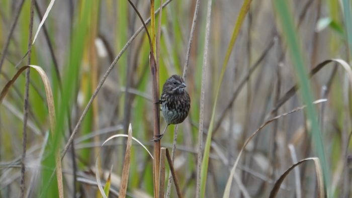 Song sparrow on reed