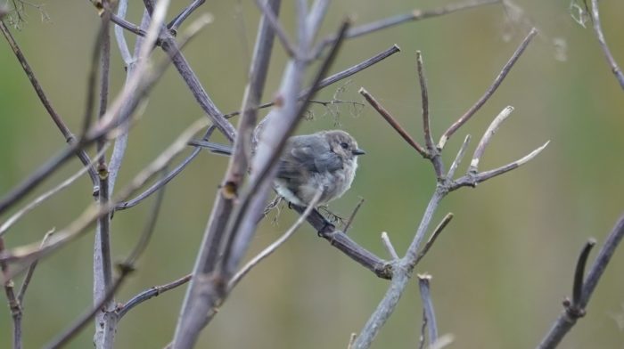 Bushtit