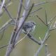 Bushtit